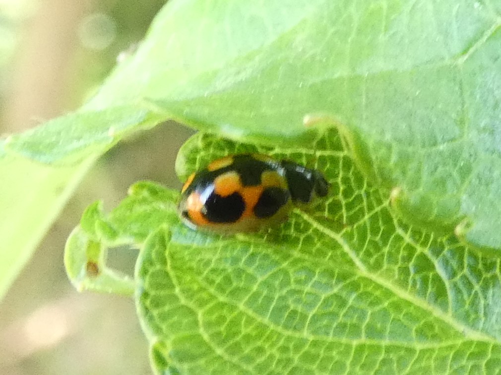 photo_2